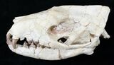 Hyaenodon Skull - White River Formation #15788-2